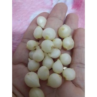 2kg Hành tăm quê nghệ an (củ nén) | BigBuy360 - bigbuy360.vn