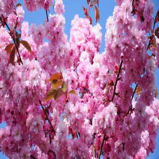 10 hạt giống hoa anh đào