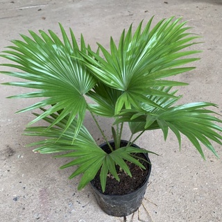 Cây cọ nhật, kim tiền mini để bàn