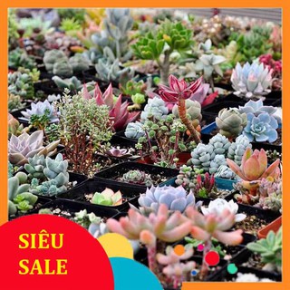 20 Hạt giống Sen đá nhiều màu (tặng gói kích nẩy mầm và hướng dẫn) VIETPHAT