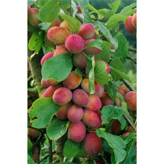CÂY GIỐNG MẬN ĐỎ ÚC