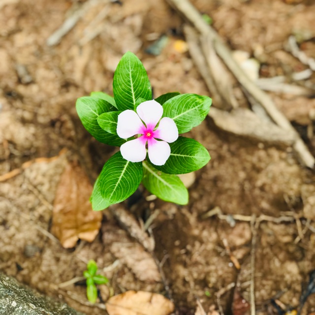 Trâm hàng ngoại