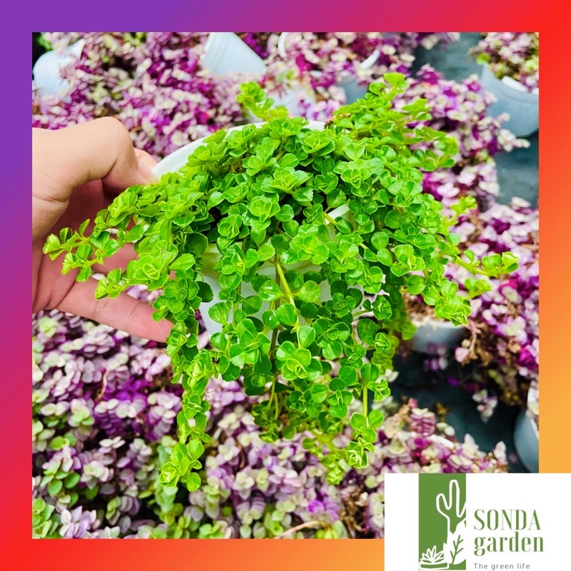 Cỏ sedum lục hà SONDA GARDEN size trung bình 10-12cm, xuất xứ Đà Lạt, khoẻ đẹp, lỗi 1 đổi 1