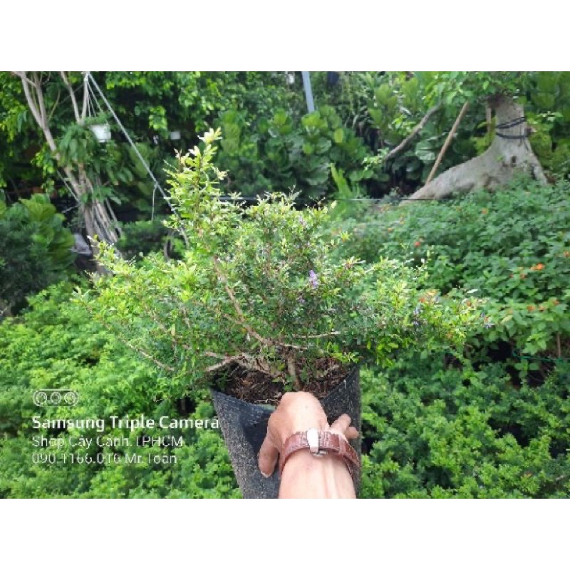 Linh Sam Siêu Bông