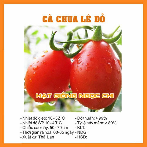 Hạt Giống Cà Chua Lê Đỏ - 30 Hạt