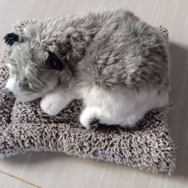 Gấu của bạn