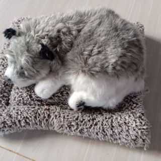 Gấu của bạn