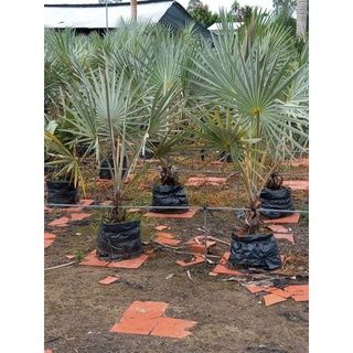 Cây 🌲 Kè Bạc