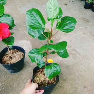 Hoa Dâm Bụt Thái - (cánh kép, giống mới) - caykiengsadec