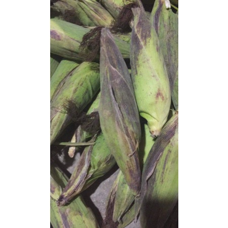 5 bắp ngô tím ngâm rươu hut chân không