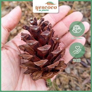 Combo 5 Quả thông khô YESCOCO trang trí tiệc sinh nhật, bàn ăn, decor phòng