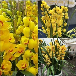Củ giống hoa địa lan santo hoa màu vàng - 1 củ