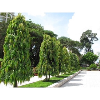 cây giống Hoàng Nam (liễu Ấn Độ) (chuẩn giống)