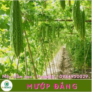 Mướp đắng lai F1 - 10 hạt