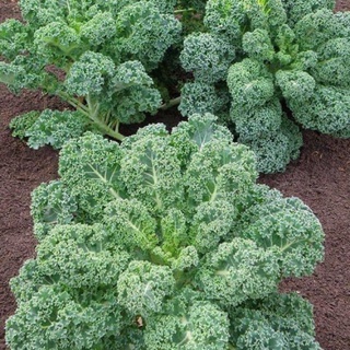 cây giống cải kale (blue kale)