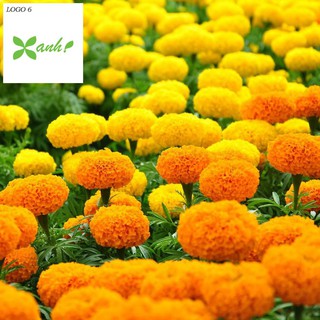 Hạt giống hoa Vạn thọ mỹ mix (50 hạt)