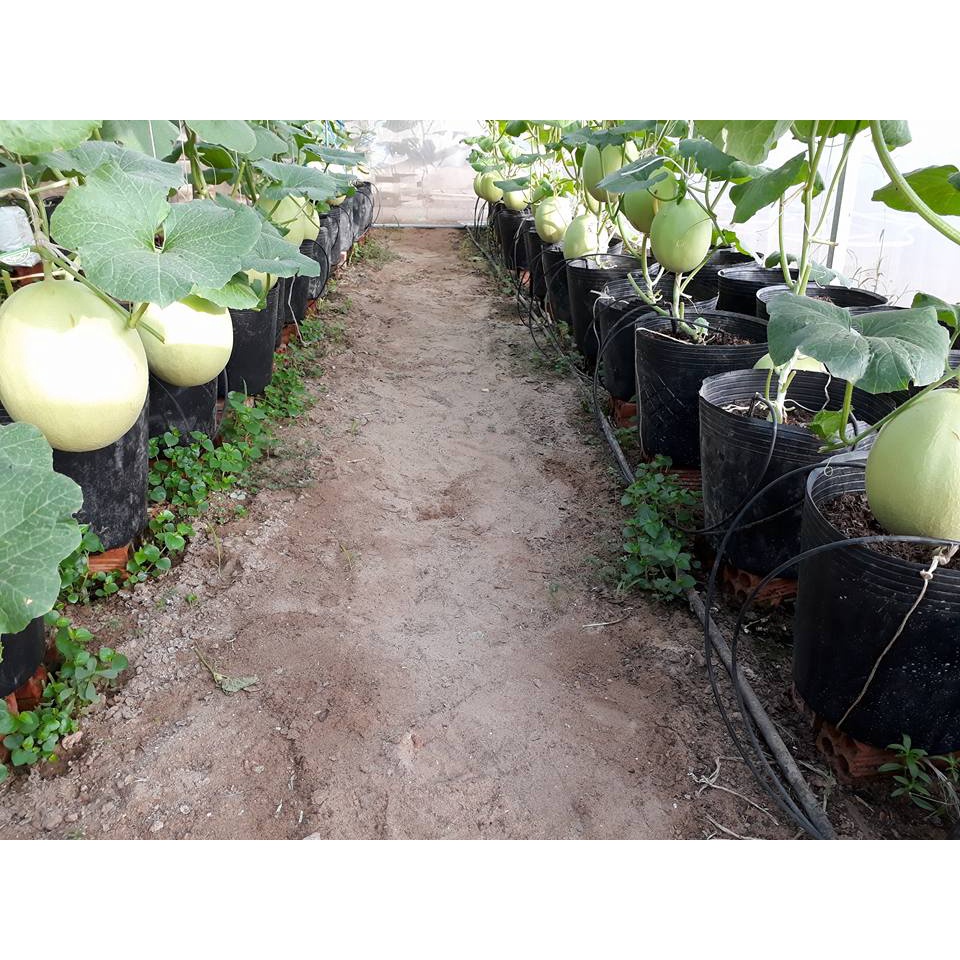 Chậu nhựa dẻo trồng dưa lưới, chậu trồng hoa vạn thọ, mào gà C11 đen