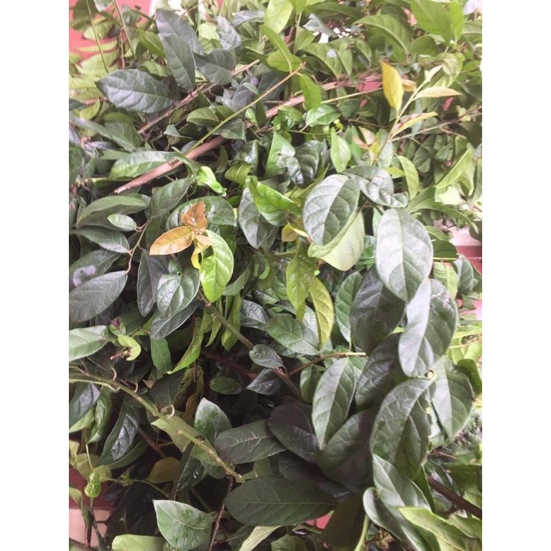 XẠ ĐEN 1ký có sẵn🌿🌿🌿🌿