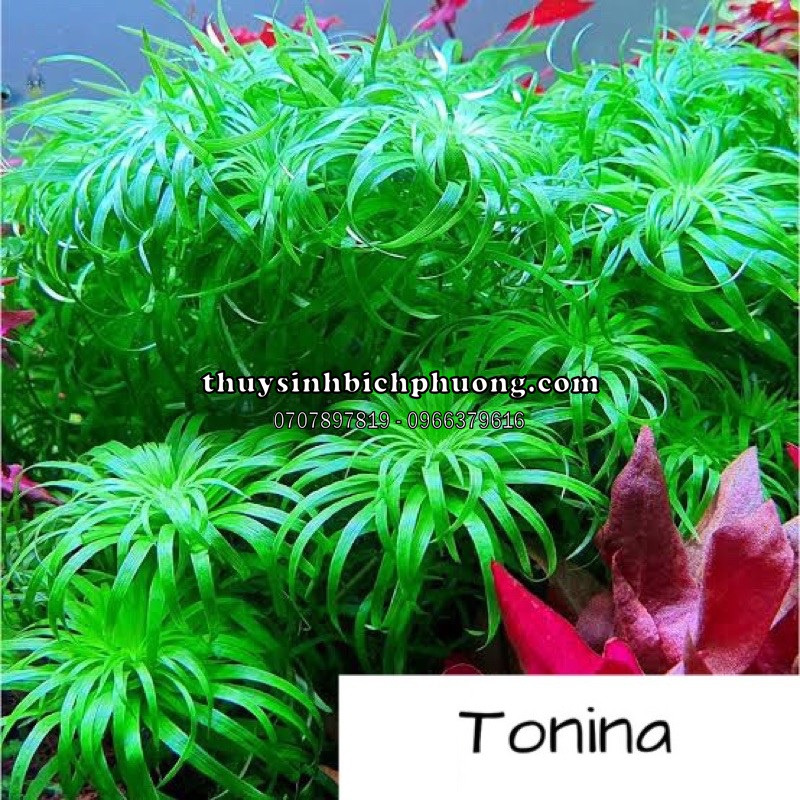 TONIA LÁ MỀM - THÁI DƯƠNG THẢO - CÂY THUỶ SINH HIẾM