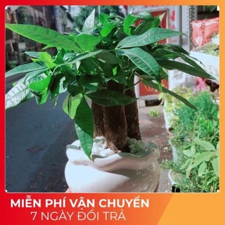 Cây kim ngân 3 thân- tam lộc -tặng kèm phân bón