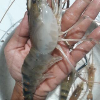 LƯỠI CÂU TÔM PIONER 2 GÓI SỐ 5