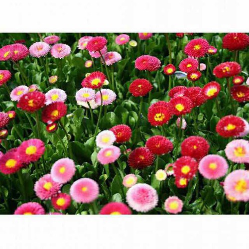 Hạt giống hoa cúc anh( cúc bellis) gói 50 hạt