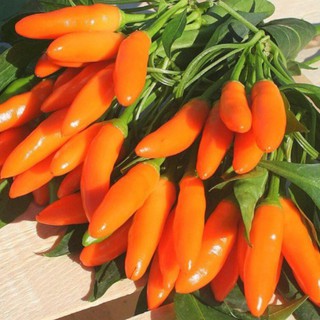 Hạt giống ớt chili cam siêu cay Thái Lan gói 0.5gr