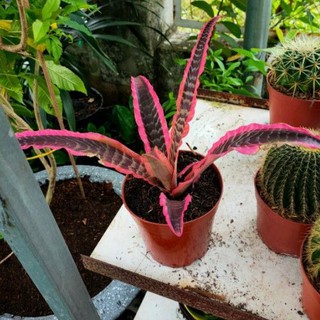 Cây dứa đỏ hồng phụng chậu 14cm