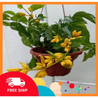 Cây Lan Hoàng Dương [FreeShip] được ứng rộng rãi trong việc trang trí khuôn viên, ban công, và nhiều vị độc đáo khác