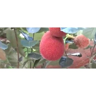 Cây mít đỏ, ruột đỏ chuẩn giống