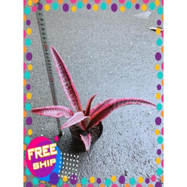 Cây Dứa Đuôi Phụng