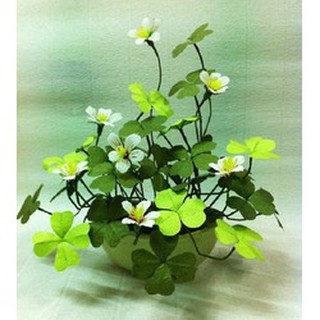 Hạt giống cỏ ba lá ( củ 3 lá ) - 1 gói 50 hạt