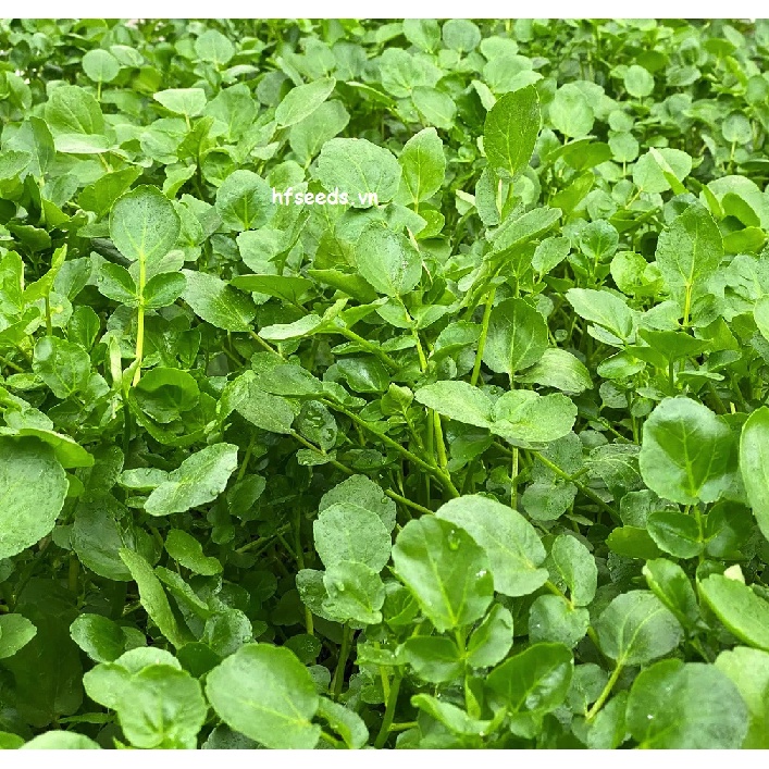 Hạt giống cải xoong mỹ trồng cạn loại ngọn - tỷ lệ nảy mầm 90%