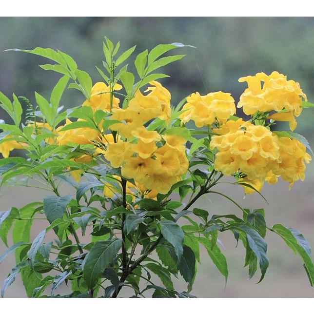 Hạt Giống Cây Hoa Chuông Vàng - Gói 10 hạt KNS280