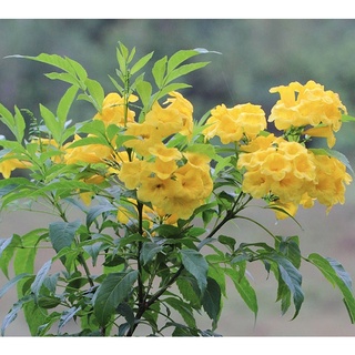 Hạt giống cây hoa chuông vàng - gói 10 hạt kns280
