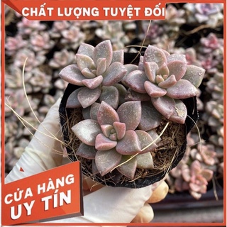 sen đá nâu, size bầu, sen đá Đà Lạt