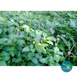 Cây Đuôi Chuột khô 1KG - TM191