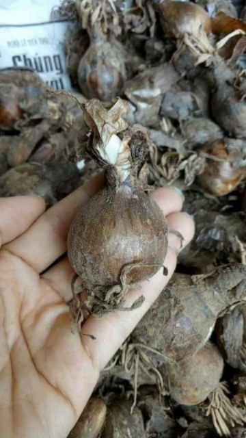 Củ Hoa Bỉ Ngạn 5 màu