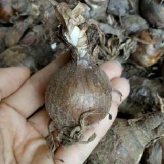 Củ Hoa Bỉ Ngạn 5 màu