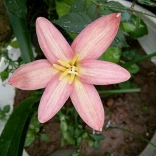 Củ Huệ mưa màu vàng
