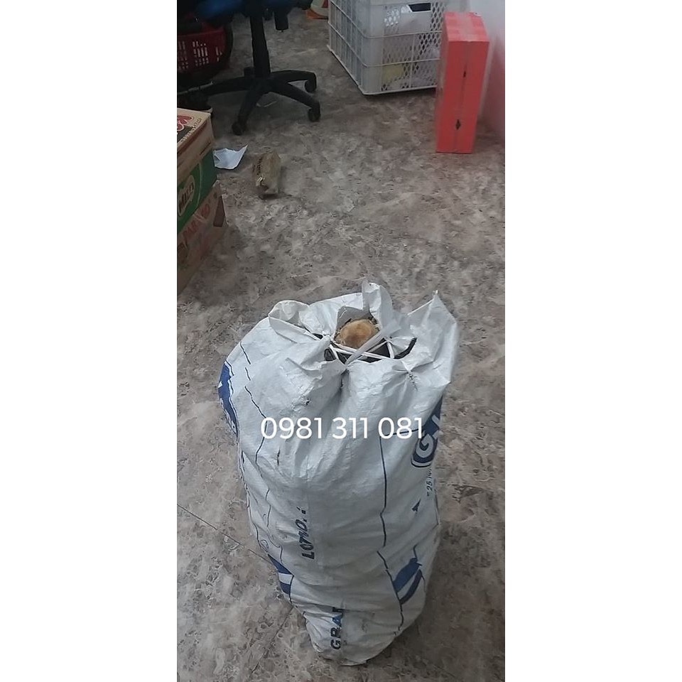 1kg Nghệ độc thân