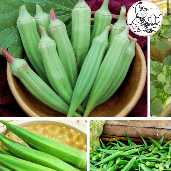 HẠT ĐẬU BẮP - CÀ BẮP - GÓI 18 GRAM