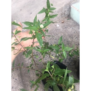 Cây cỏ mực bầu đất không chậu