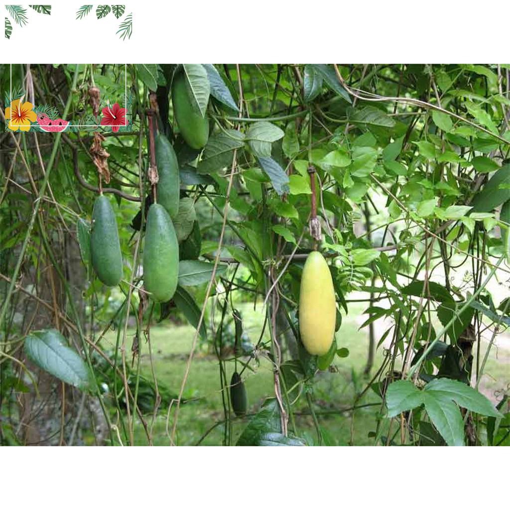 Green Garden -- Hạt giống chanh leo dây chuối - tặng kèm 1 gói hạt giống ngẫu nhiên ! o.Ô >< .