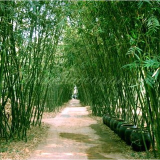 Chuông gió Ống Trúc tre (hành Mộc)