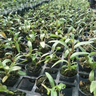 Hoa phong lan -  combo 2 cốc phi điệp trường sơn