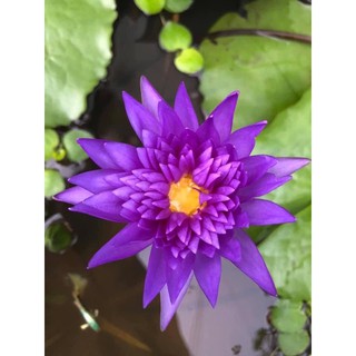 cây rễ Trần súng thái tím trăm cánh cây lớn