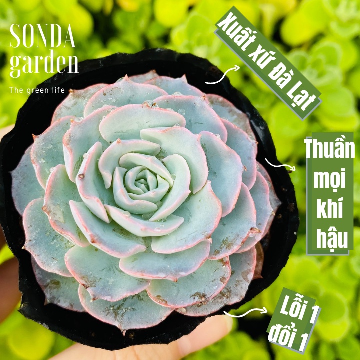 Sen đá hồng phấn SONDA GARDEN size bé 5-8cm, xuất xứ Đà Lạt, khoẻ đẹp, lỗi 1 đổi 1