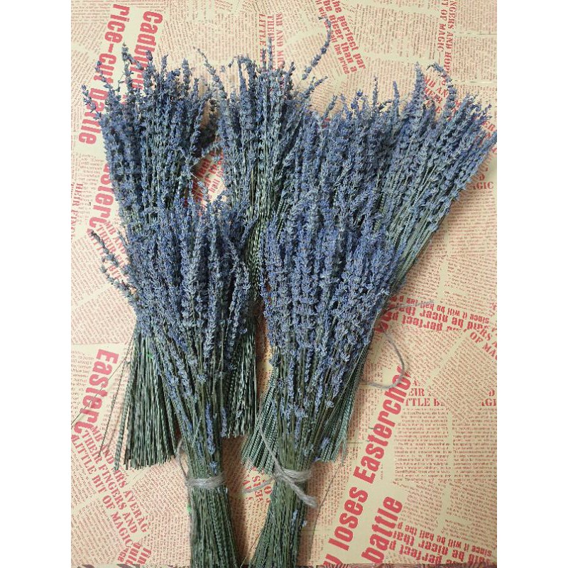 Bó hoa khô lavender oải hương (bó 100/200/300 cành)