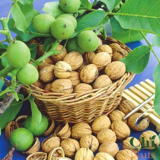 0.5kg Quả Óc Chó Nhập Khẩu